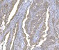 Anti-SND1 Antibody Picoband™ (monoclonal, 6G3B4)